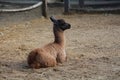 A baby llama