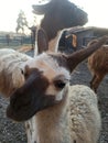 baby llama, white with brown patterns on her head and her mom in the background