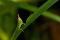 A baby locust eating grass