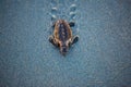 Baby loggerhead sea turtle moving through the sand