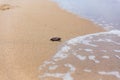 Baby loggerhead sea turtle on Palm Beach island Florida