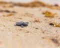 Baby loggerhead sea turtle on Palm Beach island Florida Royalty Free Stock Photo