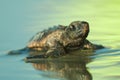 Baby Loggerhead sea turtle at the water Royalty Free Stock Photo