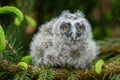 Baby Long-eared owl owl in the wood, sitting on tree trunk in the forest habitat