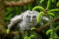 Baby Long-eared owl owl in the wood, sitting on tree trunk in the forest habitat