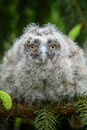 Baby Long-eared owl owl in the wood, sitting on tree trunk in the forest habitat