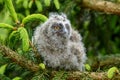 Baby Long-eared owl owl in the wood, sitting on tree trunk in the forest habitat