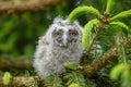 Baby Long-eared owl owl in the wood, sitting on tree trunk in the forest habitat