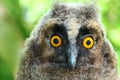 Baby long ered owl Asio otus Royalty Free Stock Photo