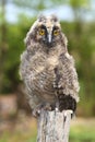 Baby long ered owl Asio otus resting Royalty Free Stock Photo