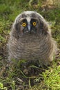 Baby long ered owl Asio otus resting Royalty Free Stock Photo