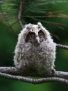 Baby long ered owl Asio otus Royalty Free Stock Photo