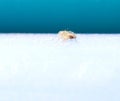 Baby Long legged Sac Spider on a white and blue background