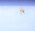 Baby Long legged Sac Spider on a white and blue background