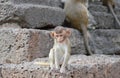 Baby long tail macaque sitting on rock in ancient pagoda Thailand