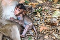 Baby Long-tailed macaque monkey drink breast milk