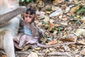 Baby Long-tailed macaque monkeys relaxing with mom Royalty Free Stock Photo