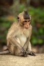 Baby long-tailed macaque sits on concrete wall