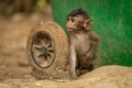 Baby long-tailed macaque sits by green bin