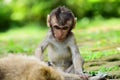 Baby long tailed monkey