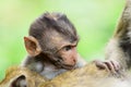 Baby long tailed monkey