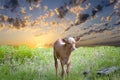 Baby Longhorn Calf Royalty Free Stock Photo