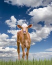 Baby Longhorn Calf Royalty Free Stock Photo