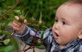 Baby looking at flower Royalty Free Stock Photo