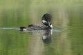 Baby Common Loon (Gavia immer) peering out from un