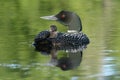 Baby Common Loon (Gavia immer) riding on mothers b Royalty Free Stock Photo