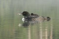 Baby Common Loon (Gavia immer) riding on mothers b