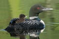 Baby Common Loon (Gavia immer) riding on mothers b