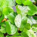 Baby lotus leaves