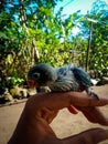 Baby love bird so beauty