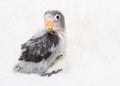 Baby lovebird on blurred white cloth background Royalty Free Stock Photo