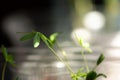 Baby Lupin Seedling Royalty Free Stock Photo