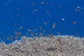 Lyretail Anthias Over Table Coral Royalty Free Stock Photo