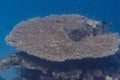 Table Coral in Red Sea Royalty Free Stock Photo