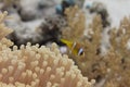 Red Sea Anemonefish in Ritteri Anemone in Red Sea Royalty Free Stock Photo