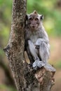 Baby Macaque in the forest.