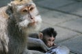 Baby macaque monkey