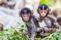 Baby macaque