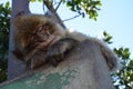 Baby macaque sleeping Gibraltar
