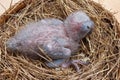 Baby macaw Royalty Free Stock Photo