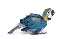 Baby macaw in rest Royalty Free Stock Photo