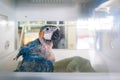 Baby macaws parrot in incubators Royalty Free Stock Photo