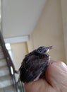 Baby Maina bird