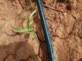 Baby maize after 15 days of planting Royalty Free Stock Photo