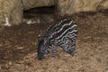 A baby Malayan Tapir in his pen Royalty Free Stock Photo