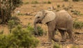 Baby male Elephant. Royalty Free Stock Photo